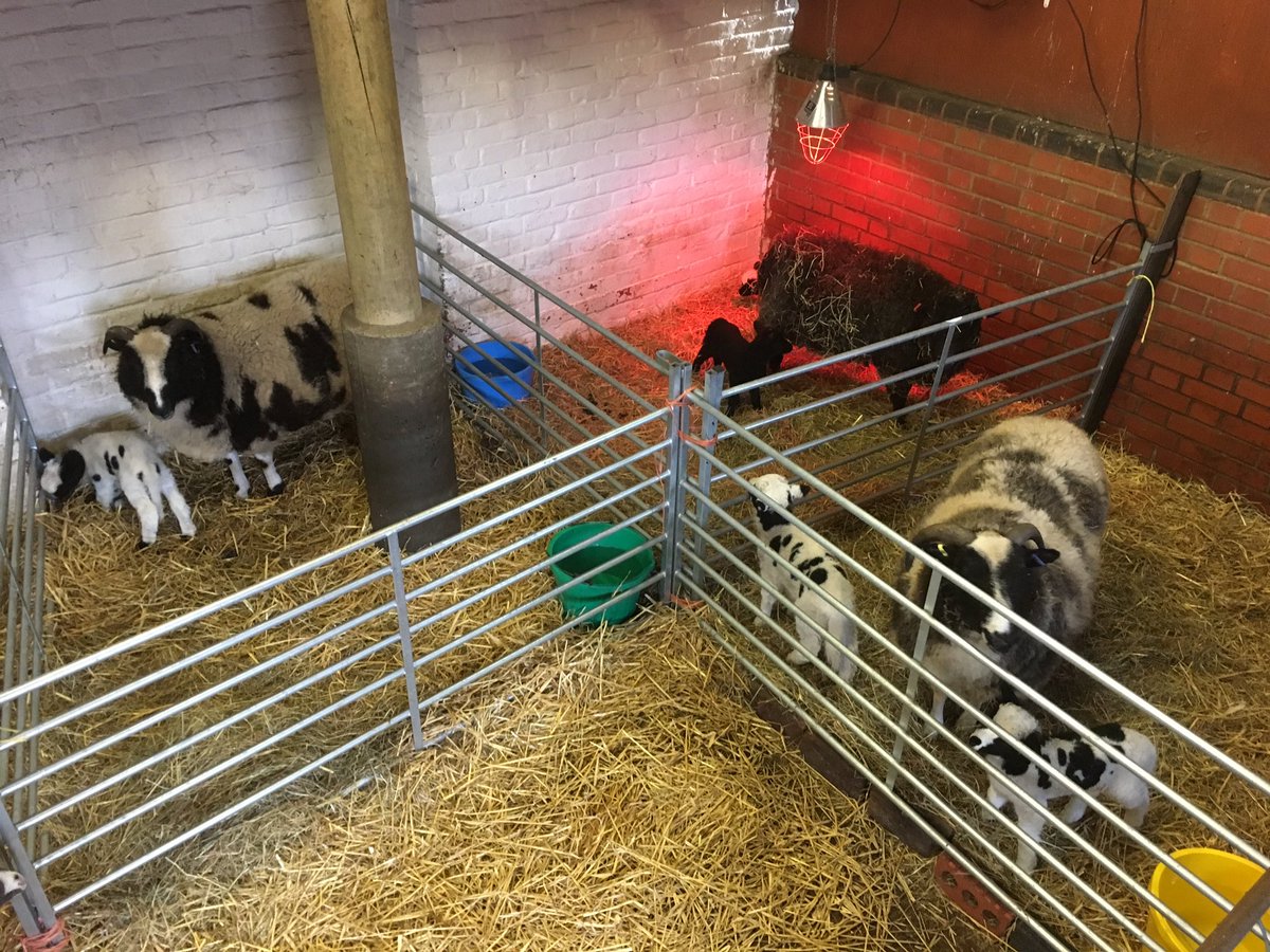 Very cool that on #MothersDay we have a barn bulging at the seams with #motherlylove ❤️Here's 5 of this year's 6 lambs in our wooly crèche. Happy #Mums Day to ewe and ewe and ewe. 🐑 #Lambing18 #cuteanimals #FarmLife