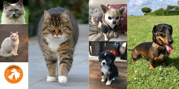 Pet Sitting Service tweet media
