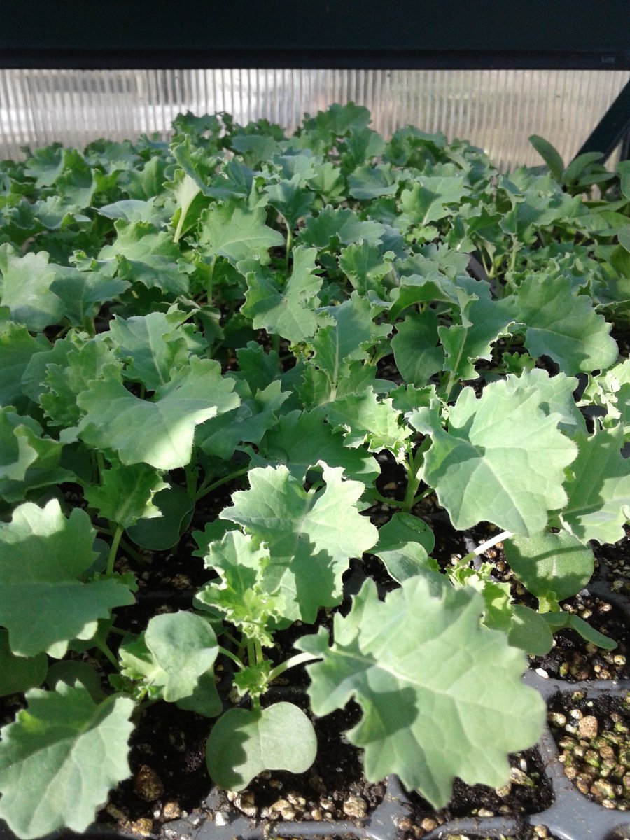 🍅 Three Part Harmony Farm 🌽 tweet media