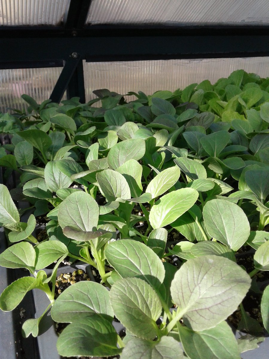 🍅 Three Part Harmony Farm 🌽 tweet media