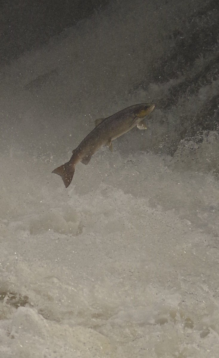 NDAnglingnews's tweet image. northdevonanglingnews.co.uk/2018/03/11/pro…
#salmon #byelaws #migratoryfish