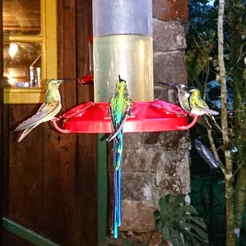 carmencristina's tweet photo. #Hummingbirds will be one of the many species of birds to admire during your visit to #Ecuador
#visitsamerica #travelblogger #ecuador #travel #allyouneedisecuador #southamerica #travelgram #discover #adventure #intriper #bucketlistec #allinoneplace #trav… https://t.co/L65vhzE32q https://t.co/lFSTbBvKwQ