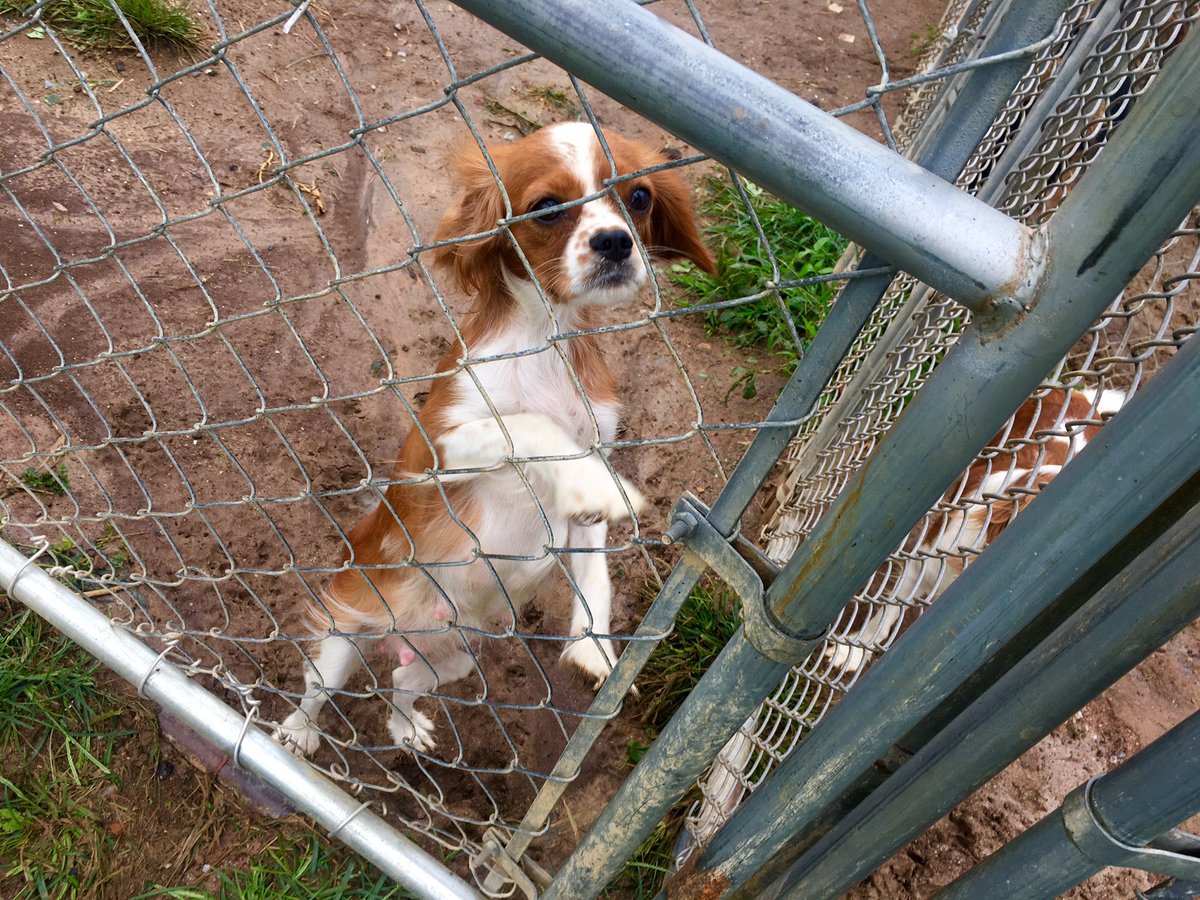 marcthevet's tweet photo. 'Ban sale of puppies by pet shops &amp; all commercial 3rd party dealers' Pls sign &amp; share: https://t.co/qojUUWjZm8 #LucysLaw #wheresmum #adopt https://t.co/qYY3c3llFY