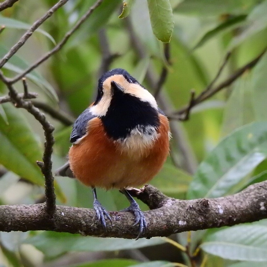 shitaka_bird's tweet photo. Varied Tit.
Mar,11,2018.Kenrokuen Garden,Kanazawa.#birding #birder #yamagara https://t.co/Vx8K3veMWB