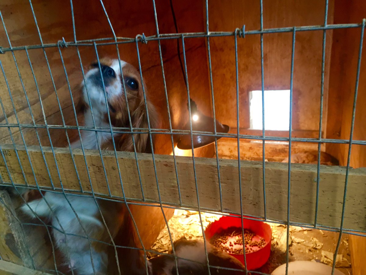 On #MotheringSunday pls sign &amp; share the #LucysLaw petition to protect breeding mums: petition.parliament.uk/petitions/2134… #wheresmum #adopt