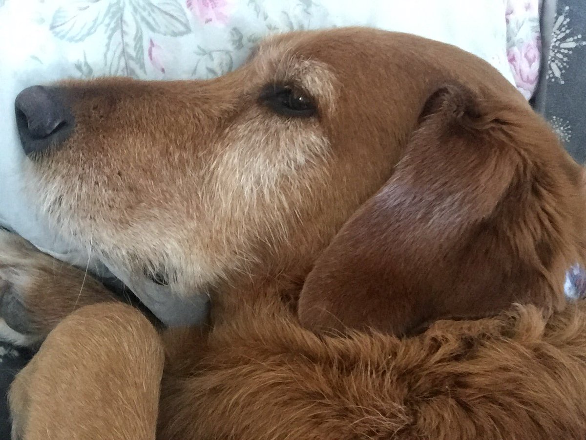 madiiiipadiii's tweet photo. ive been sick for the past few days and no matter where he's at in the house, if he hears me cough or move he gets up and runs to my bed. I don't deserve him 😭😭 https://t.co/sW8QpLbTPV