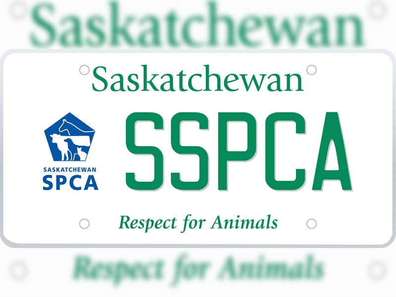 SPCA Celebrates 90 Years dlvr.it/QKbhl8 https://t.co/v1hZwRkq1c