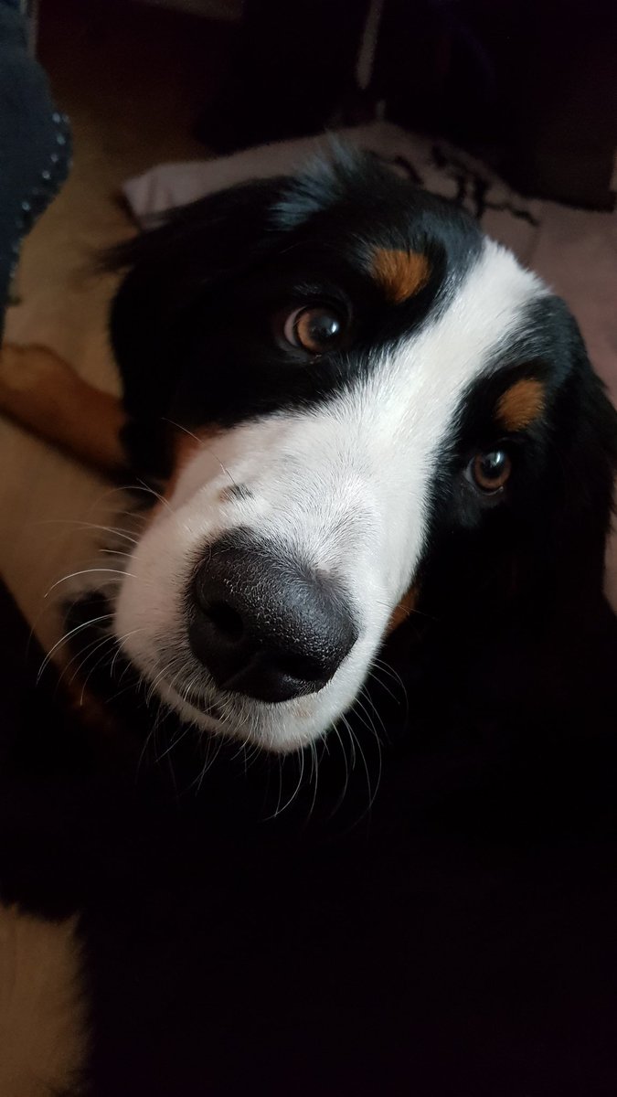 Jani2205's tweet photo. 🐾🐾🐾
#hunde 
#bernermountendog https://t.co/FFzMmXHDhc