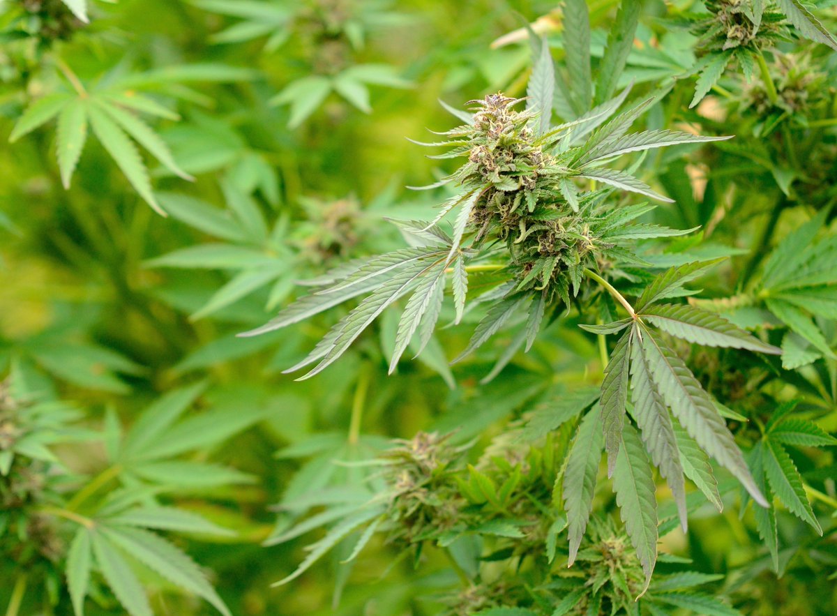 AllbyHemp's tweet photo. #hennepoliekopen #pijn #chronischeklachten.
De #CBDproducten van @AllbyHemp die in onze Natuurgeneeskundige praktijk worden ingezet, zijn nu ook online te bestellen.
https://t.co/VtanqiZa1H https://t.co/OSndKJFgjR