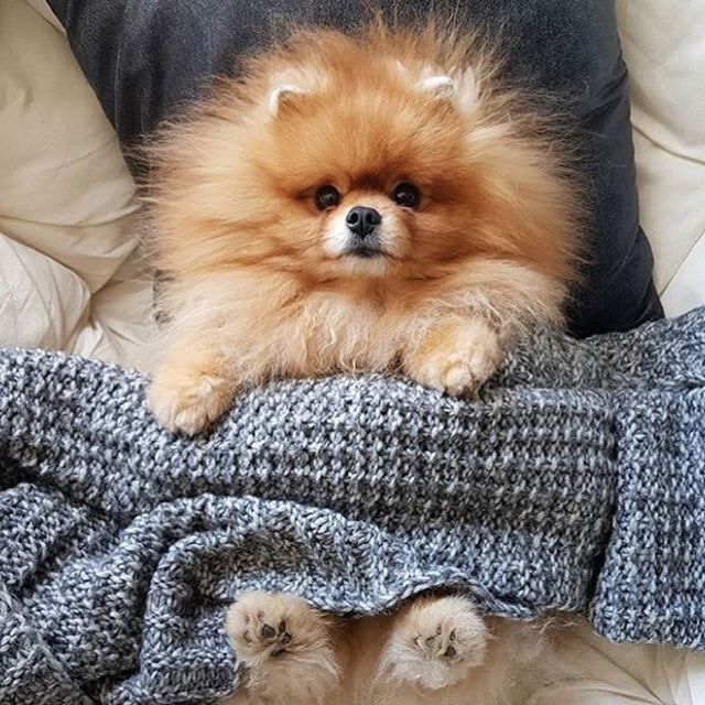 hotdogcollars's tweet photo. Yup! I is gonna stays in this spot all dayz!
. .
#RegramLove @pomeraniansclub
.
.
.
#Regram #WeeklyFluff #DogsOfInstaWorld #Canon #Nikon #IG_eternity #IgCutest_Animals #Photo #Photography #PetPhotography #ExcelentDogs #TopDogPhoto #Dog_Features #DogPhot… https://t.co/7MtuvVhc7i https://t.co/4SPjiktsQX