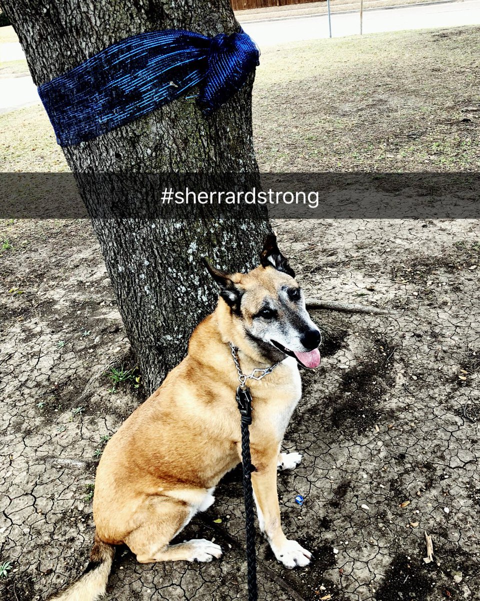 MarinesDallas's tweet photo. Normally our walks are in the dark, so the ribbon was new to him today even though it’s been there since last month when Richardson PD Officer Sherrard was killed in the line of duty. Funny though once he sniffed it he just sat down and wouldn’t leave, like he knew what it meant. https://t.co/UD6VnYQOhI