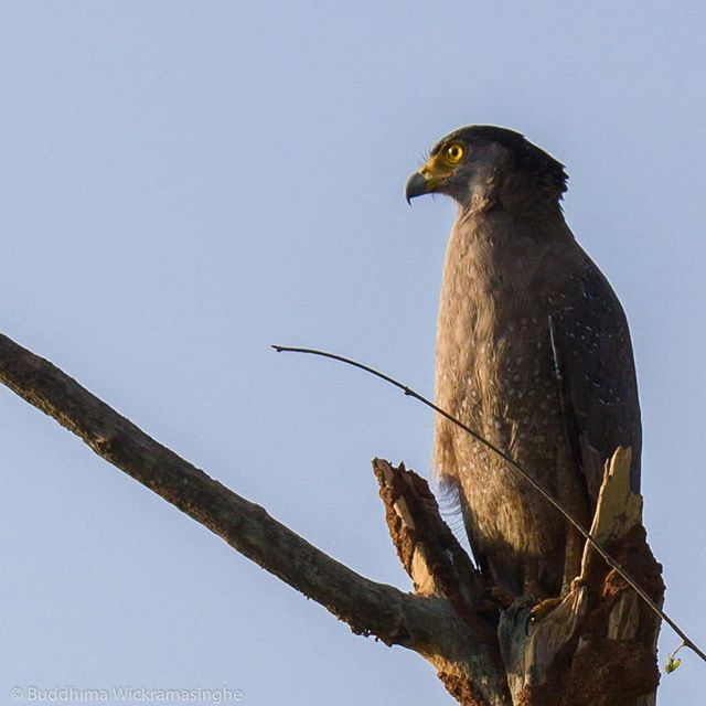 koolb's tweet photo. Grey Headed Fish Eagle #greyheadedfisheagle #fisheagles #fisheaglepose #fisheagledam #birds #srilanka #nationalparks #wild #birds #eagle https://t.co/kZ6tCJXOCz https://t.co/joduVAwbsY