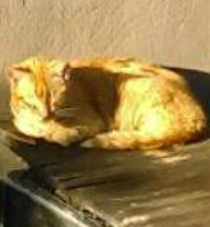 traveleralder's tweet photo. @AwwwwCats Hiiiiiii sweetie 😽😽😽 my #sunbathingkitty's name is Potato too 😸 https://t.co/k54GvdnD14