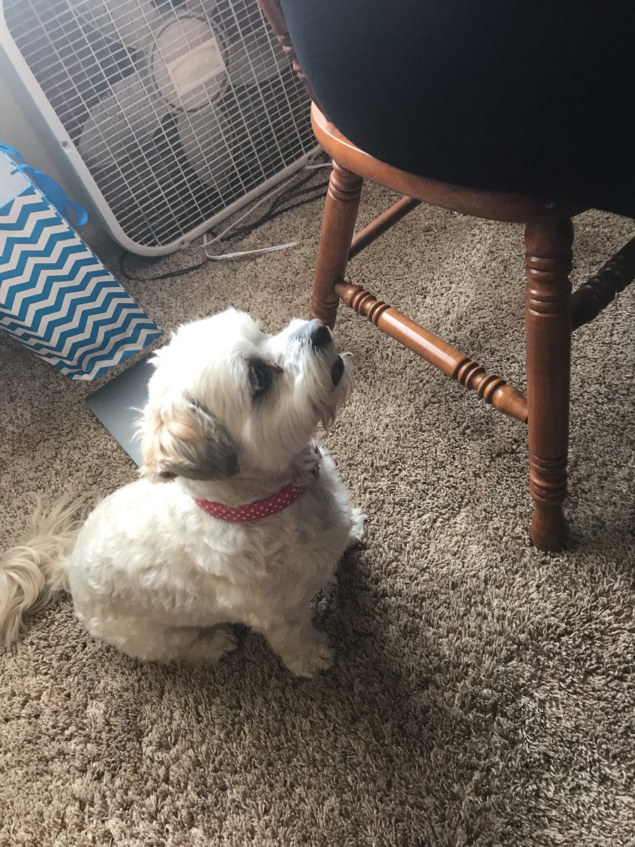 Stellybelle's tweet photo. I’m hungry Mother!  I’m hungry!!!  Like is there ever a time I’m not???? https://t.co/uWUveQkTjy