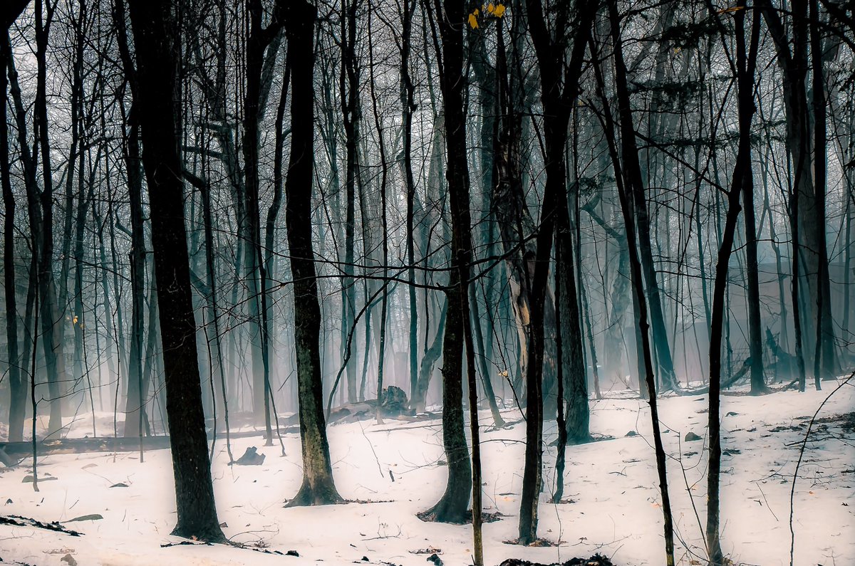 Winter forest #ThePhotoHour #photography #photo #nature #endlesswinter #500pxrtg #picoftheday #yourshot #photodaily #tagoftheday #eye_photomagazine