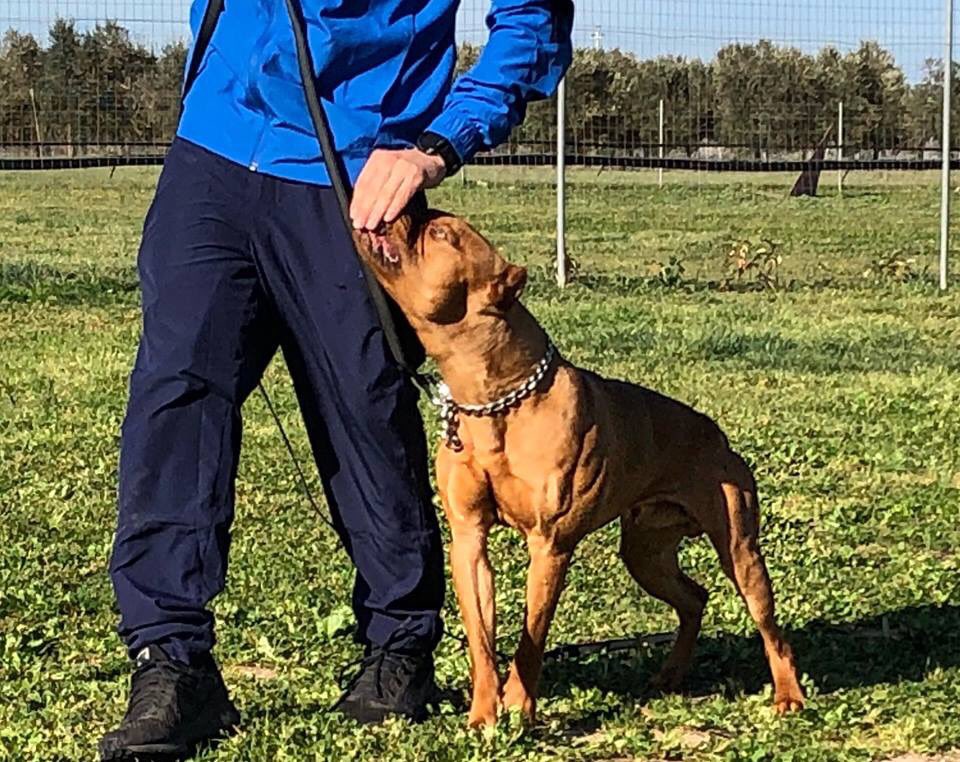 Edudog1's tweet image. “L’addestramento” 🐕🗣 La prima lezione del corso educatori-istruttori con  William Fontana