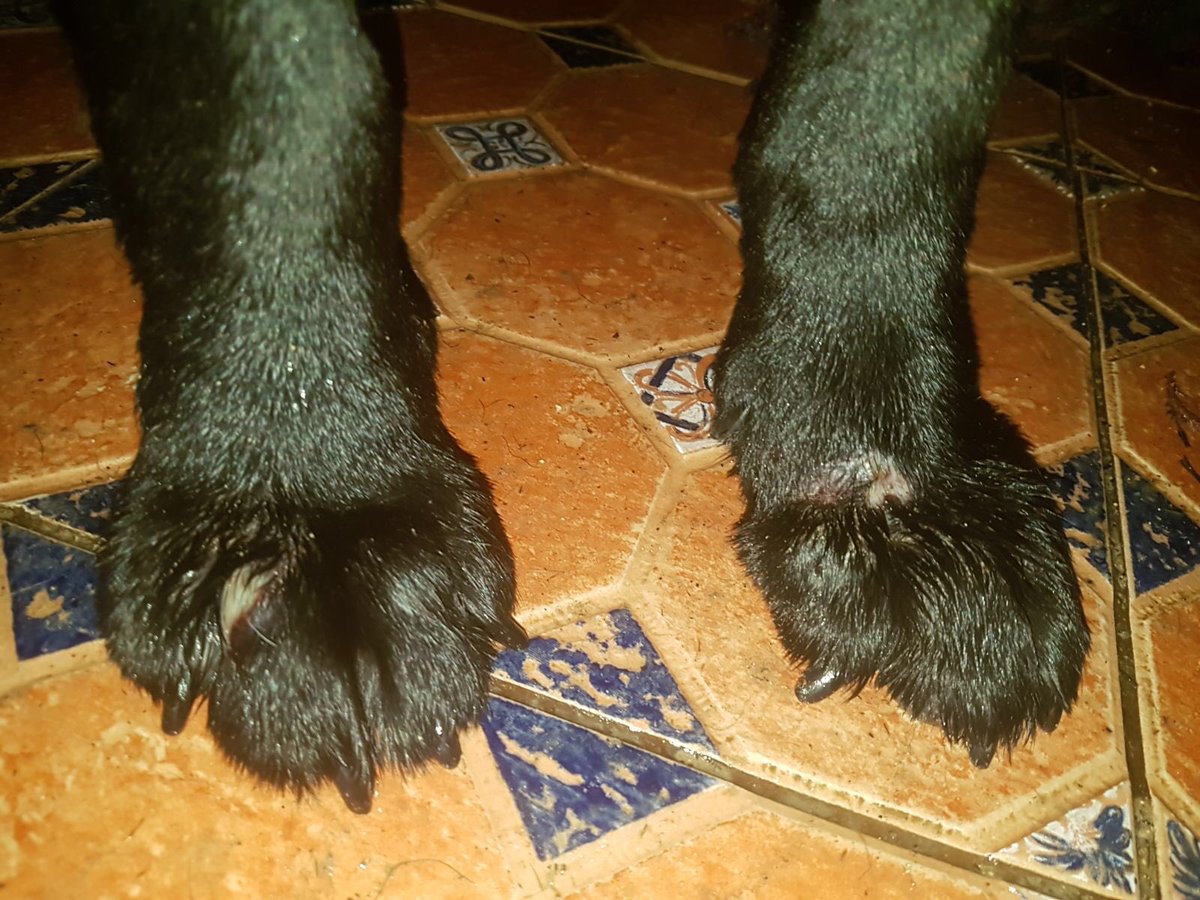 IamLokys's tweet photo. ESTO ES IMPORTANTE

Mañana hay stream BENÉFICO de URGENCIA MÁXIMA.

Todos los DONATIVOS irán directamente al PayPal de la Asociación de animales @arabarbate 

Empieza mañana a las 12 de la mañana en https://t.co/kCQlbAxaw6

Pido MÁXIMA DIFUSIÓN PORFAVOR, Gordo nos necesita. https://t.co/Rmn5bEDOfN