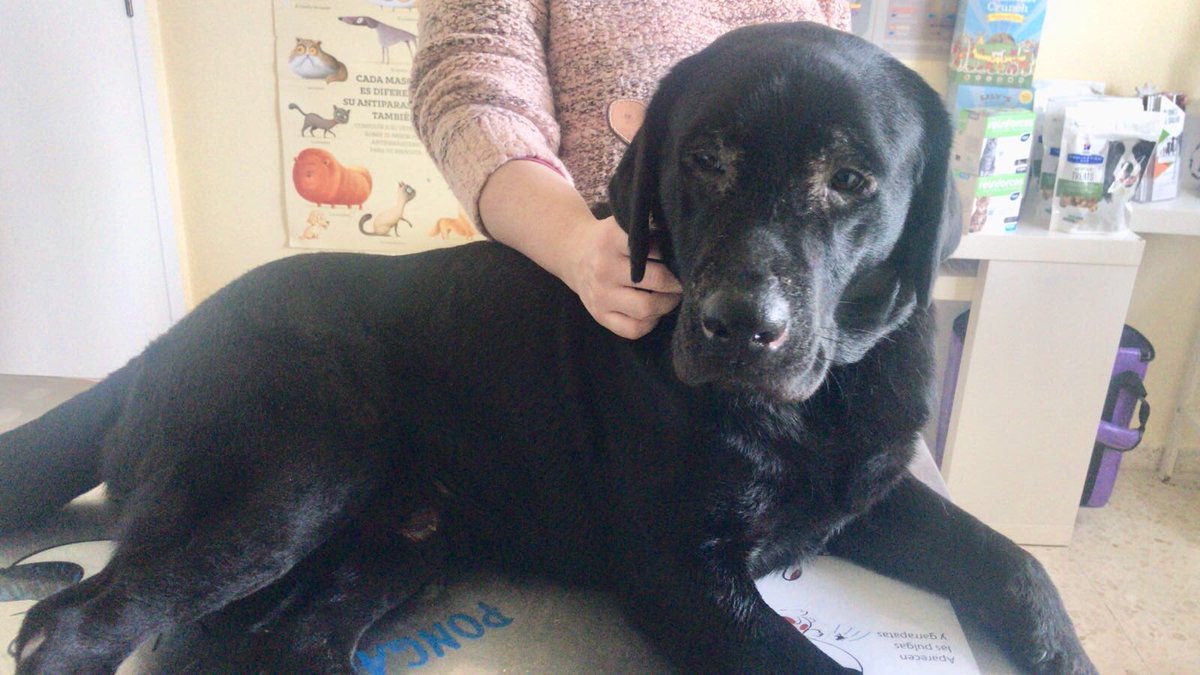 IamLokys's tweet photo. ESTO ES IMPORTANTE

Mañana hay stream BENÉFICO de URGENCIA MÁXIMA.

Todos los DONATIVOS irán directamente al PayPal de la Asociación de animales @arabarbate 

Empieza mañana a las 12 de la mañana en https://t.co/kCQlbAxaw6

Pido MÁXIMA DIFUSIÓN PORFAVOR, Gordo nos necesita. https://t.co/Rmn5bEDOfN