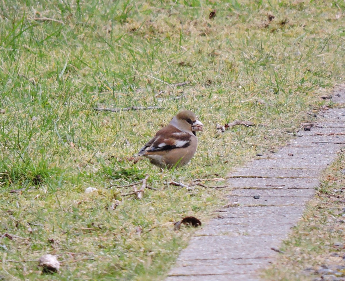 barrabirder's tweet image. Finally had some decent views of the Castlebay hawfinch this afternoon. This is the 7th individual on the island since October; incredible really when you consider where Barra is. Suspect we&apos;ll get a few more before the spring is done.