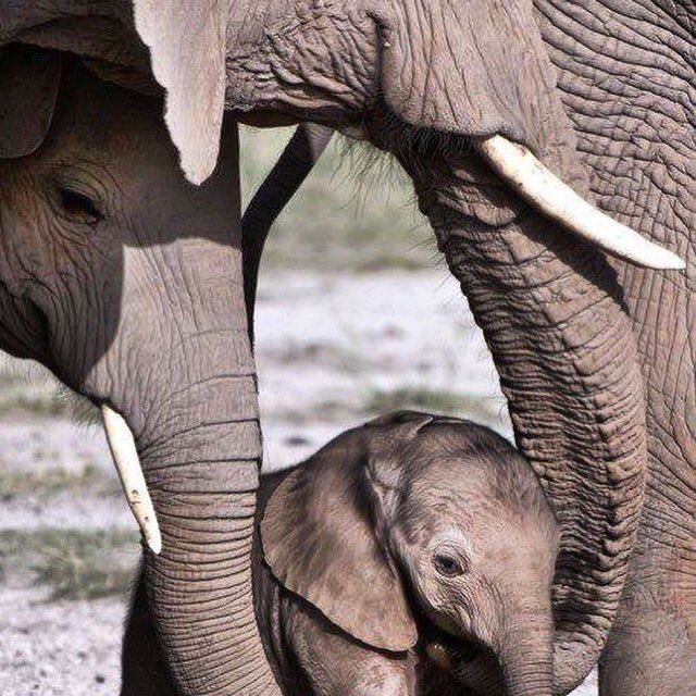 PRGameBreeding's tweet image. #Africa