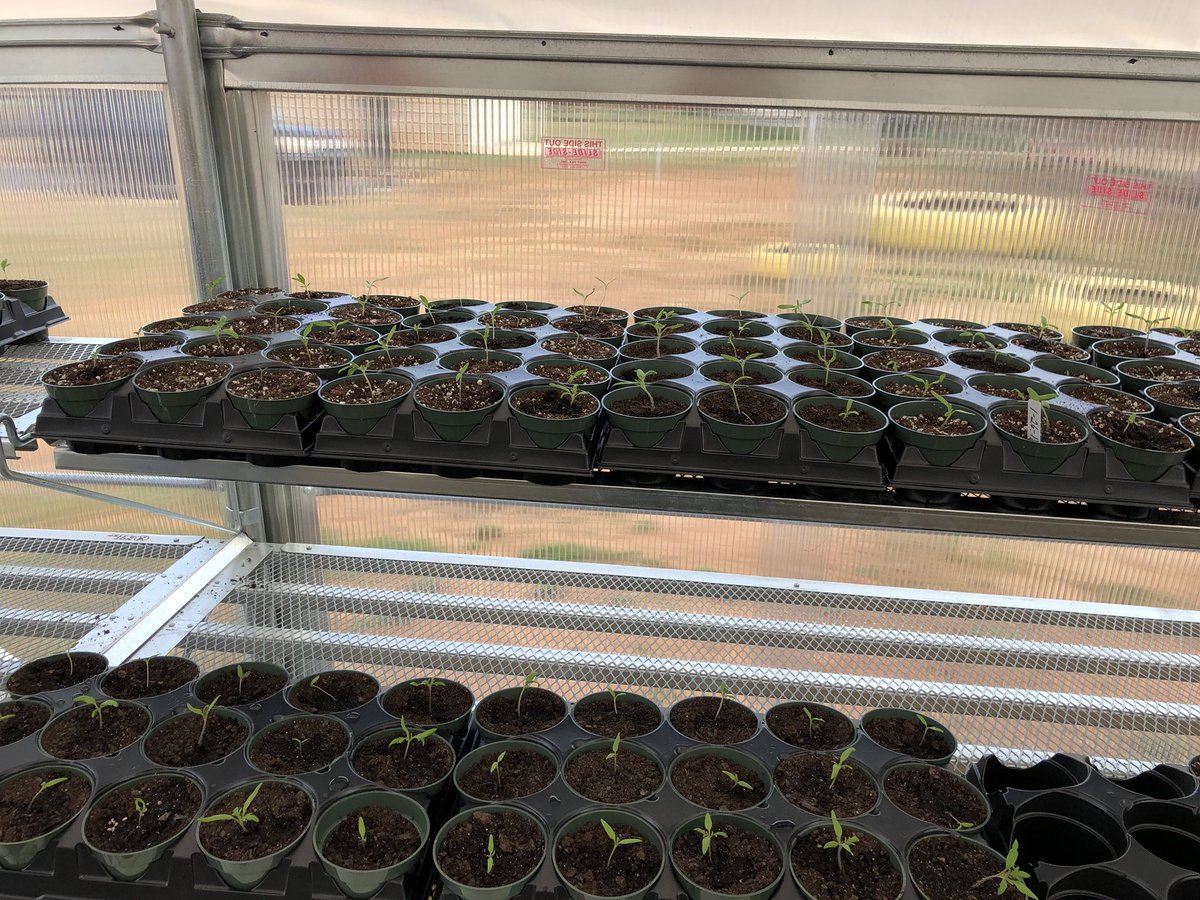 MrsTraceyKing1's tweet photo. 4th graders become plant doctors as they transplant tomato seedlings in our greenhouse. #NHElemSTEM #OneHartBeat https://t.co/BFG7bhyyQs
