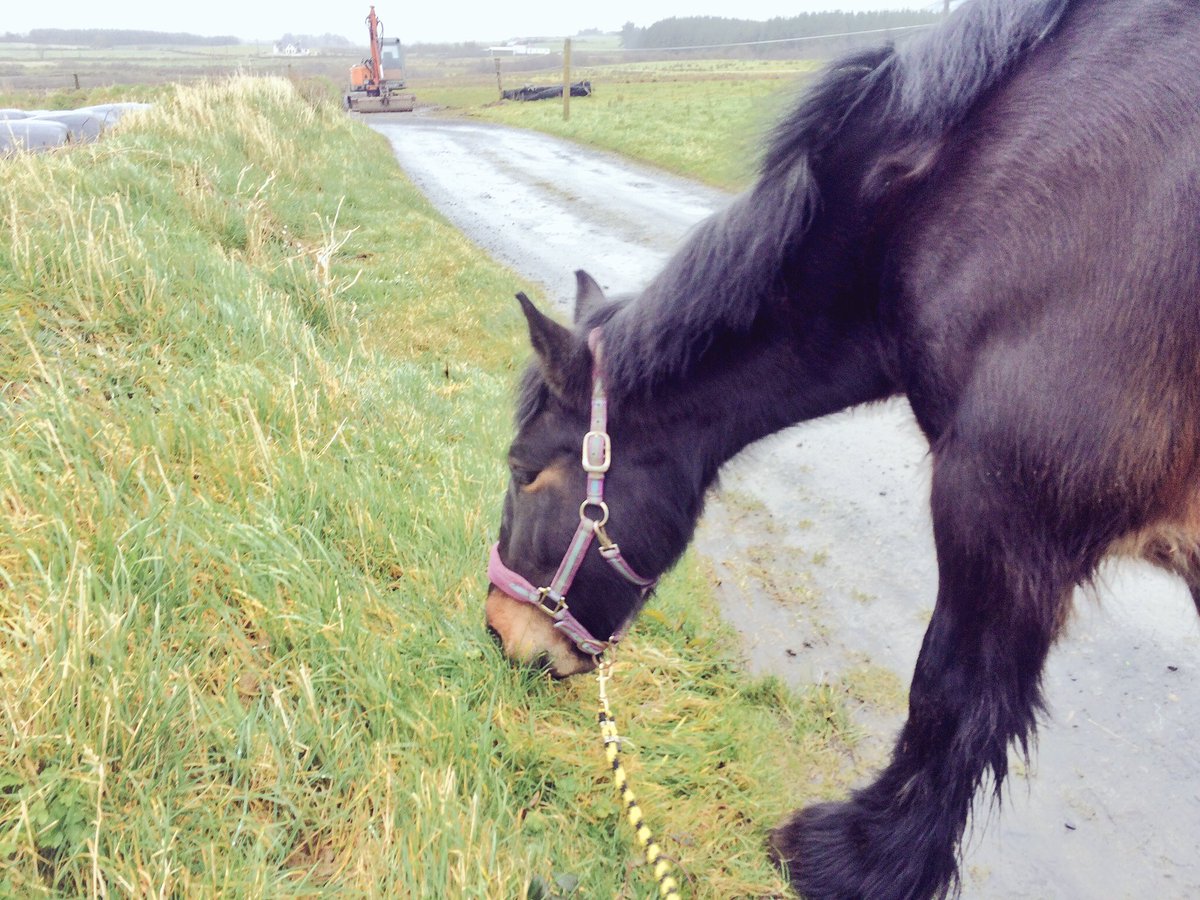 lmcguane's tweet photo. Spring has sprung here very nearly. Time for a bit of new grass the first in many months. #Sundayhack https://t.co/whUIbn7ejz