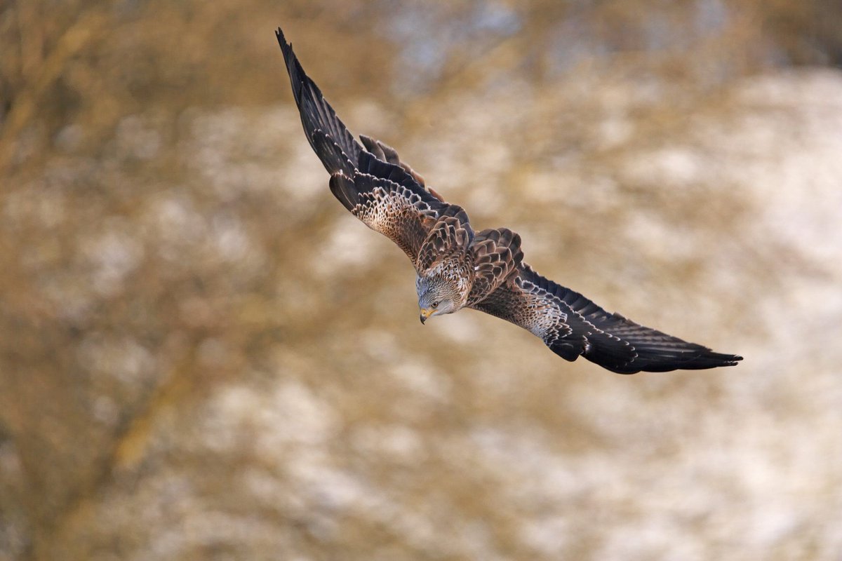 Set in 80 acres of Yorkshire countryside,Rudstone Walk is the perfect location for a spot of #birdwatching. Grab your binoculars,put on your wellies and come stay with us as you visit some of the bird watching sites that can be found on our doorstep.<a href="/Natures_Voice/">RSPB</a> <a href="/YorksWildlife/">Yorkshire Wildlife Trust - follow us on Bluesky 🦋</a>