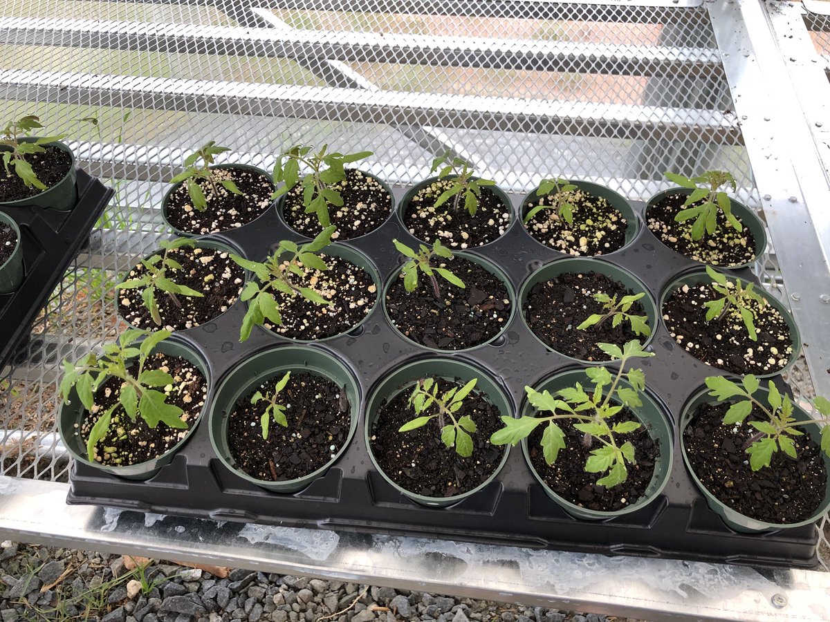 MrsTraceyKing1's tweet photo. Update photo of tomato plants today thriving in our new greenhouse. Thanks, Morgan Hardware for our tomato seeds. #NHElemSTEM #0neHartBeat https://t.co/34mg5ZmIxR