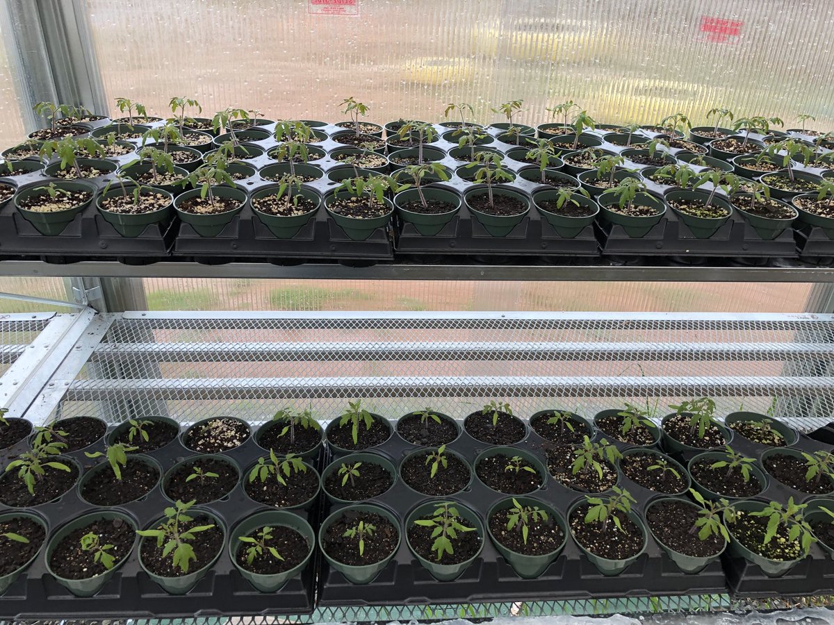 MrsTraceyKing1's tweet photo. Update photo of tomato plants today thriving in our new greenhouse. Thanks, Morgan Hardware for our tomato seeds. #NHElemSTEM #0neHartBeat https://t.co/34mg5ZmIxR