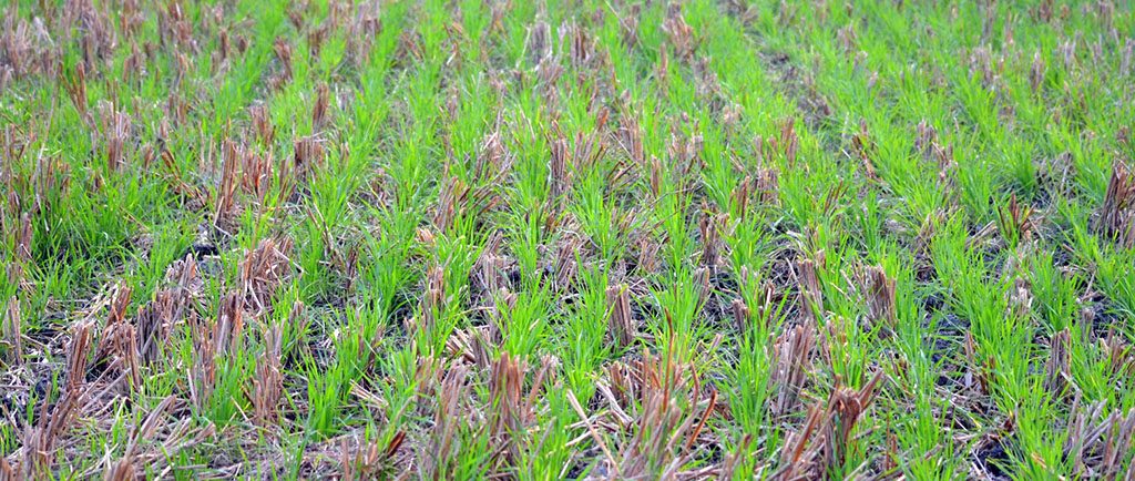 NotBotHA's tweet image. Effect of No-tillage System and Fertilization on Wheat Production not-bot-horti-agrobo.blogspot.cl/2018/03/effect…