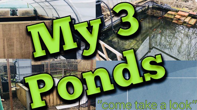 cbk_videos's tweet photo. https://t.co/xsSYN4Q34p new video uploaded to my YouTube channel click the link #koi #youtube #pond #cbkvideos #YouTube #fish #koifry #ifb #videos #koicarp #koipond https://t.co/LClEit5gYc
