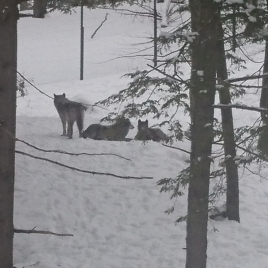 oscardawestie's tweet photo. Mum met some wolves thankfully dey was behind a fence #omegapark #Canada https://t.co/FlujXzi4Yl
