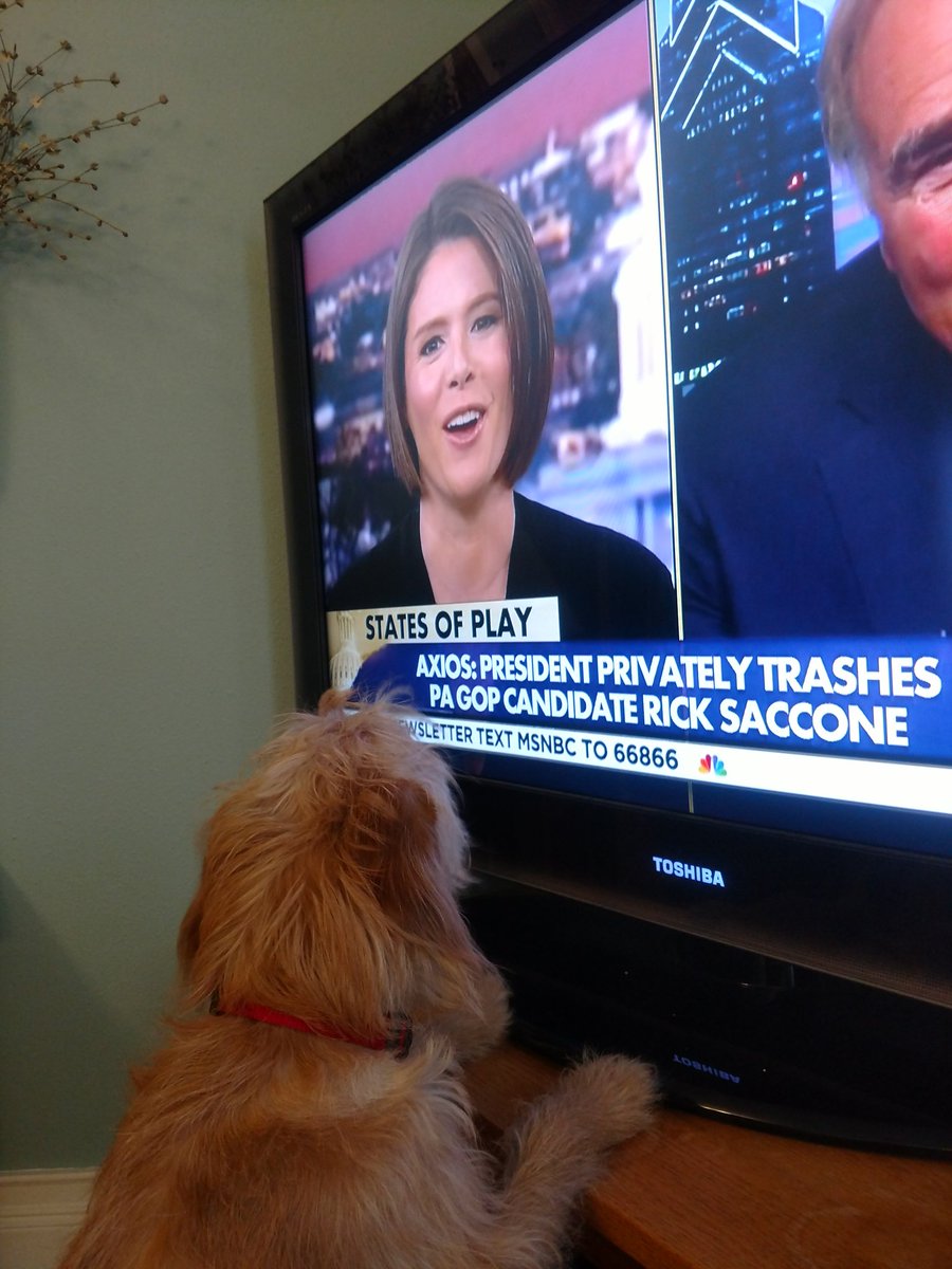 heymelbs's tweet photo. #DogsWatchingKCDC Maggie, our 8 month old mini Labradoodle checking out your show! https://t.co/nOx8xf9UmL