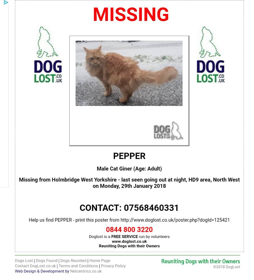CatsMissing's tweet photo. #PleaseHelpFindPepper #Cat Vanished 29/1/18 #Holmbridge #WestYorkshire Fluffy/long haired Neutered Chipped #ScanMe #MissingCatsUK look out in #Holmfirth Holmbridge areas FB▶https://t.co/2EaBg1VuIc @DoglostUK▶https://t.co/qSDFYgNT95 https://t.co/96MIGLYmPe #MissingCatsDay