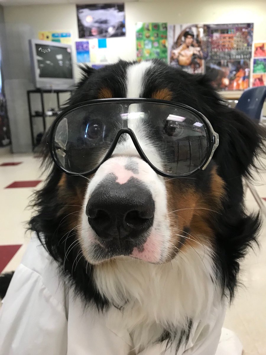 dog_rates tweet picture
