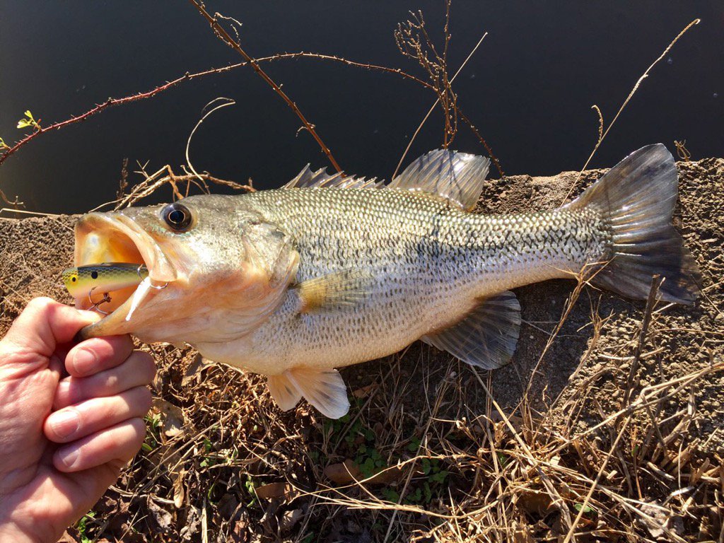 All the #rain has the chattahoochee blown out. But the bass don’t seem to mind elsewhere.

#georgia #bassfishing #bassangler #angler #lure #tightlines #rain #fishing