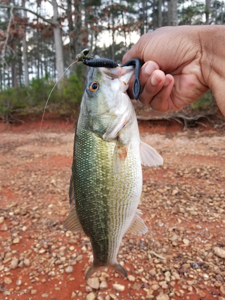NGTOorg's tweet photo. All the #rain has the chattahoochee blown out. But the bass don’t seem to mind elsewhere.

#georgia #bassfishing #bassangler #angler #lure #tightlines #rain #fishing https://t.co/MT0wX57L6T