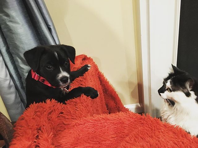 TheCrazyJames's tweet photo. PUPdate: close encounters of the 4-legged kind via Instagram: https://t.co/erD6WYZWD2 https://t.co/cyni6LrSif