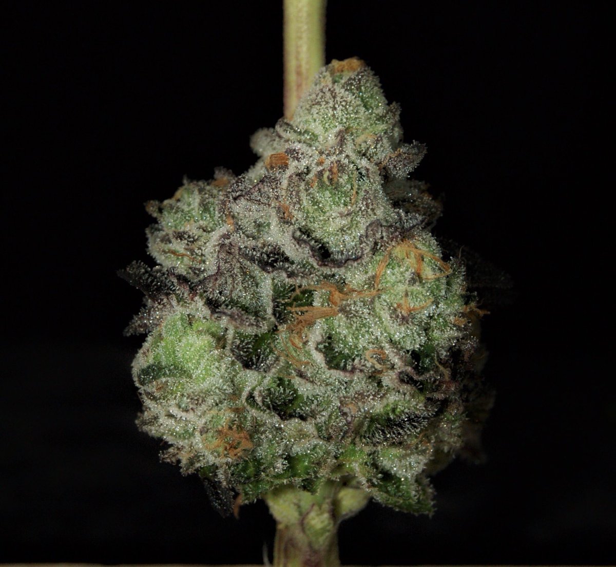 benzofarms's tweet photo. White Tahoe Cookies 🍪 📷by @themayorofdabcity #whitetahoecookies #WAgrown #benzofarms #pnwstoners #pnw #portangelesstoners #washingtonstoners #weed #cannabis #mmj #successfulstoners #i502 #marijuana #420 #love #staylifted #livingthedream #cannafarmer #hydro #farmlife https://t.co/JfogZvAKaw