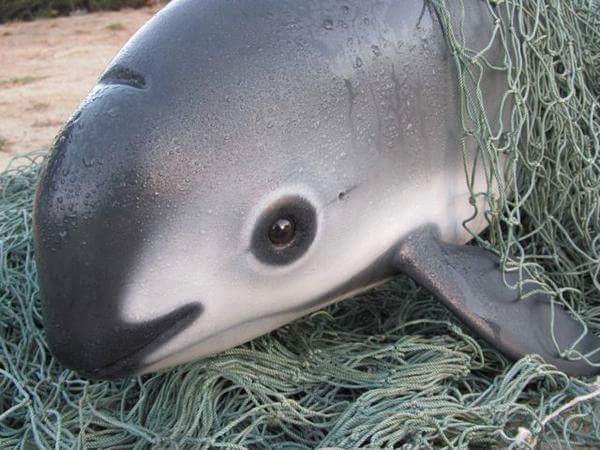 monde_biodi's tweet photo. Il n'y a désormais plus que 12 marsouins du pacifique dans le monde contre 30 l'an dernier.
Les filets de pêche auront été fatales à cette espèce si fragile ..
Réalisons, ce que nous causons. https://t.co/3dOSGOTzhH