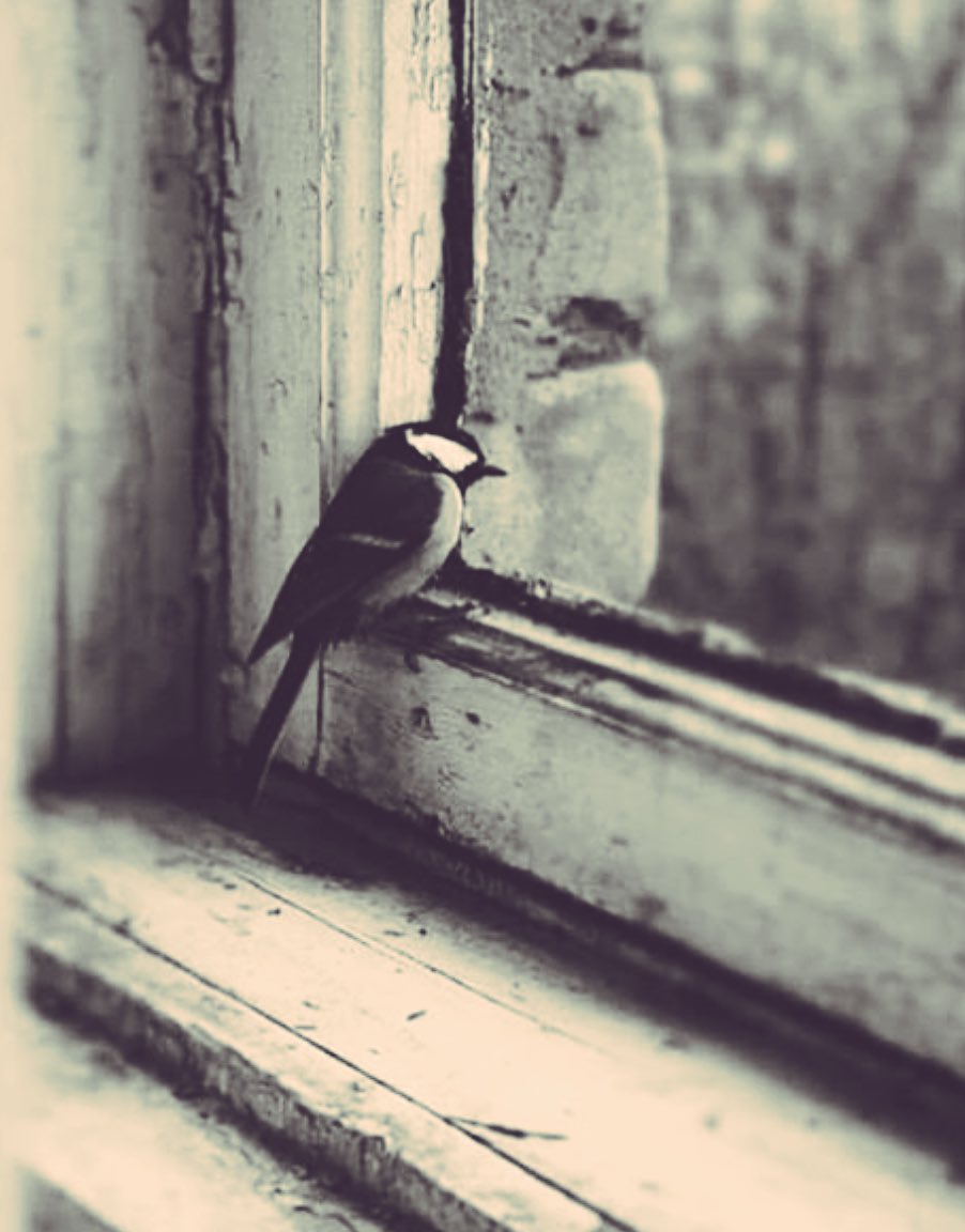 والمرء لا تُشقيه إلّا نفسه
حاشى الحياة بأنها تُشقيهِ
ويظنّ أن عدوّه في غيره
وعدوّه يُمسي ويُضحي فيهِ ..!!