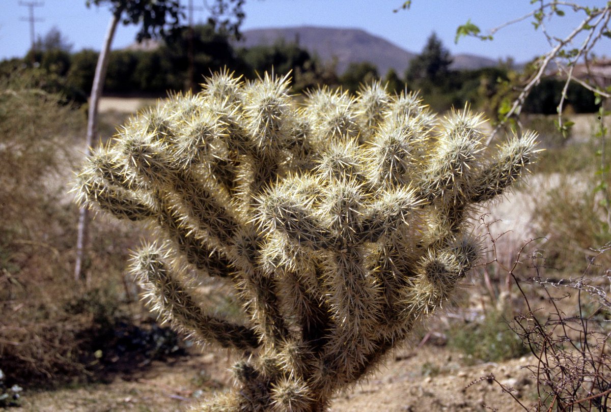 ddogsbbq's tweet photo. If you see the person looking at this picture cringe, it probably means they are from Arizona. #jumpingcactus #ouch #azproblems https://t.co/IwUDn5vdmf
