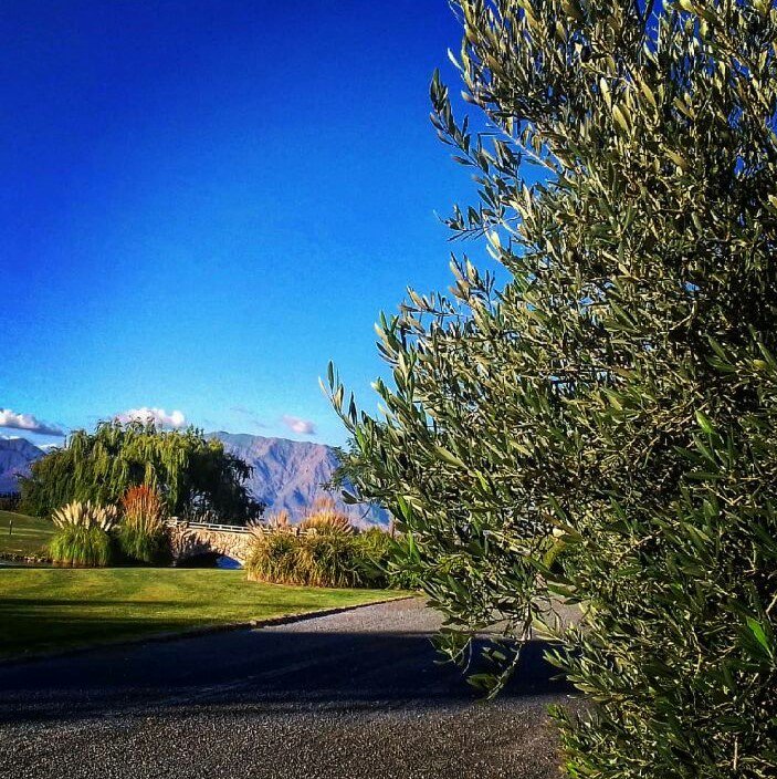 LECWineGolf's tweet photo. Nuestras olivas Arberquinas listas para su cosecha manual darán origen a nuestro aceite de oliva extra virgen 2018. Sabias que el olivo es uno de los árboles en el mundo que puede vivir mas de 1000 años?  @SaltaTurismo @Olivarero @LifeStyleFOOD @tordoswines @museodelavid https://t.co/yIvywekm8m