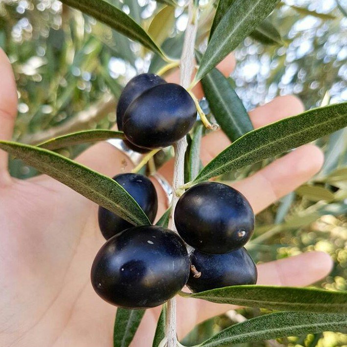 LECWineGolf's tweet photo. Nuestras olivas Arberquinas listas para su cosecha manual darán origen a nuestro aceite de oliva extra virgen 2018. Sabias que el olivo es uno de los árboles en el mundo que puede vivir mas de 1000 años?  @SaltaTurismo @Olivarero @LifeStyleFOOD @tordoswines @museodelavid https://t.co/yIvywekm8m
