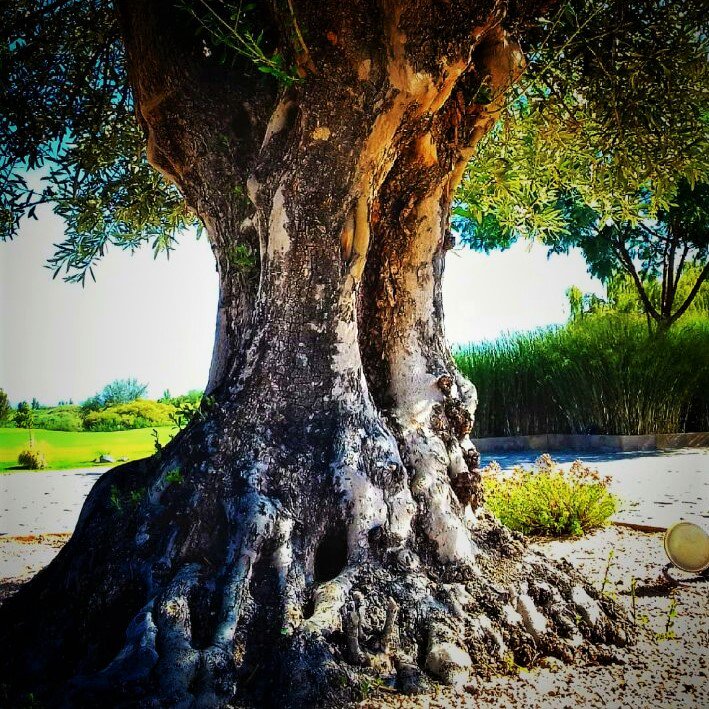 LECWineGolf's tweet photo. Nuestras olivas Arberquinas listas para su cosecha manual darán origen a nuestro aceite de oliva extra virgen 2018. Sabias que el olivo es uno de los árboles en el mundo que puede vivir mas de 1000 años?  @SaltaTurismo @Olivarero @LifeStyleFOOD @tordoswines @museodelavid https://t.co/yIvywekm8m