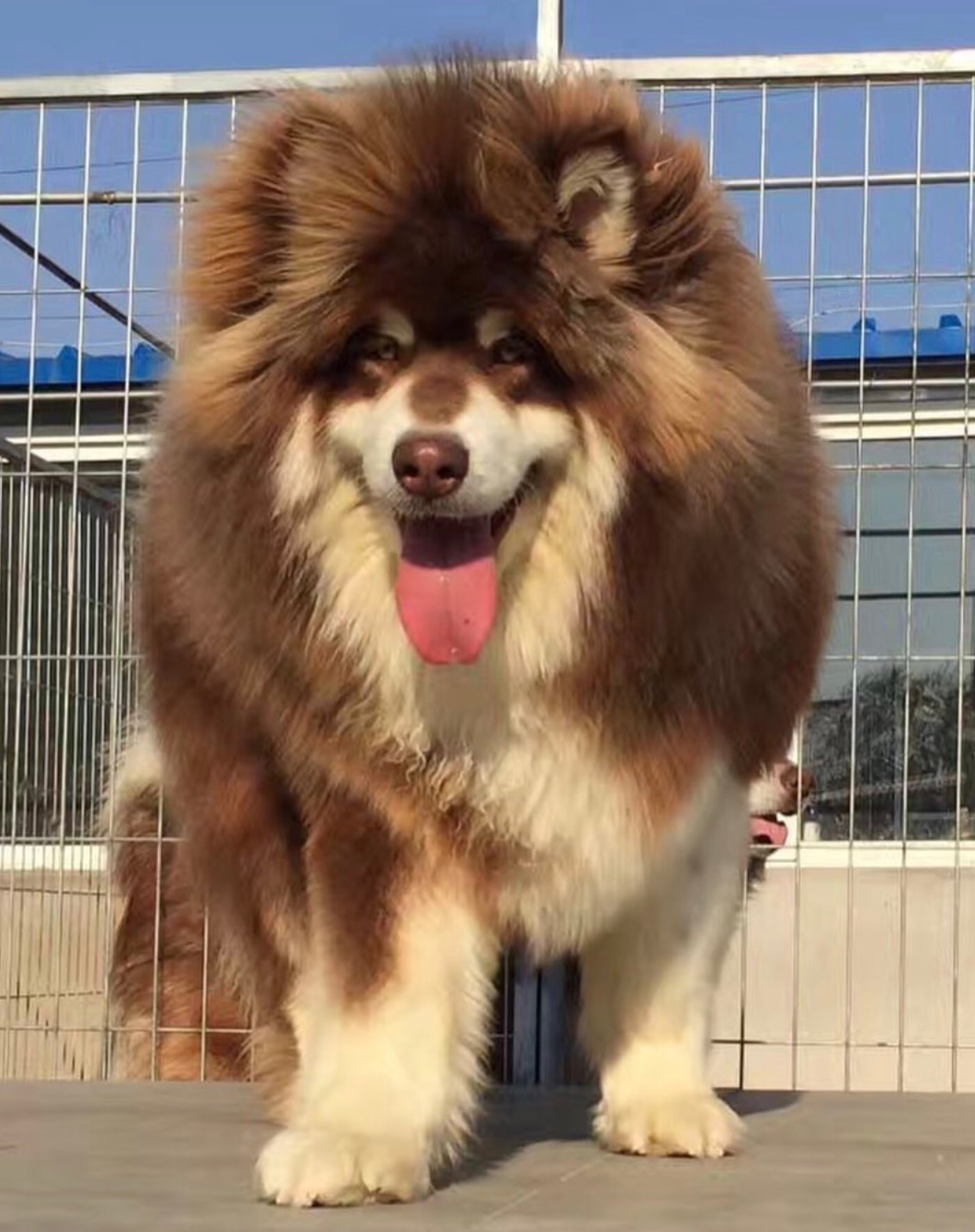 Malamute tibetan 2025