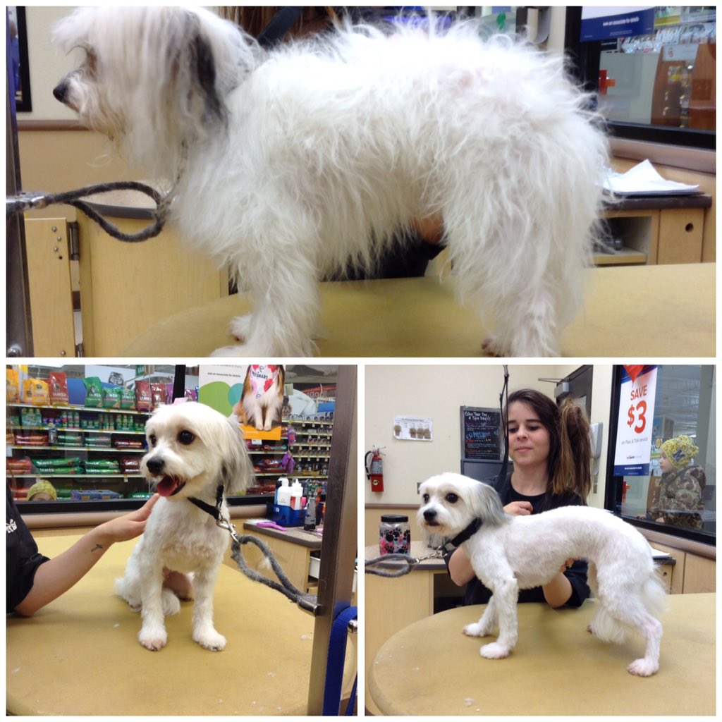 Store #1867 #nyc stylist: Stacy pereira category: extreme makeover #northeastgrooming #petsmart #petsmartgrooming