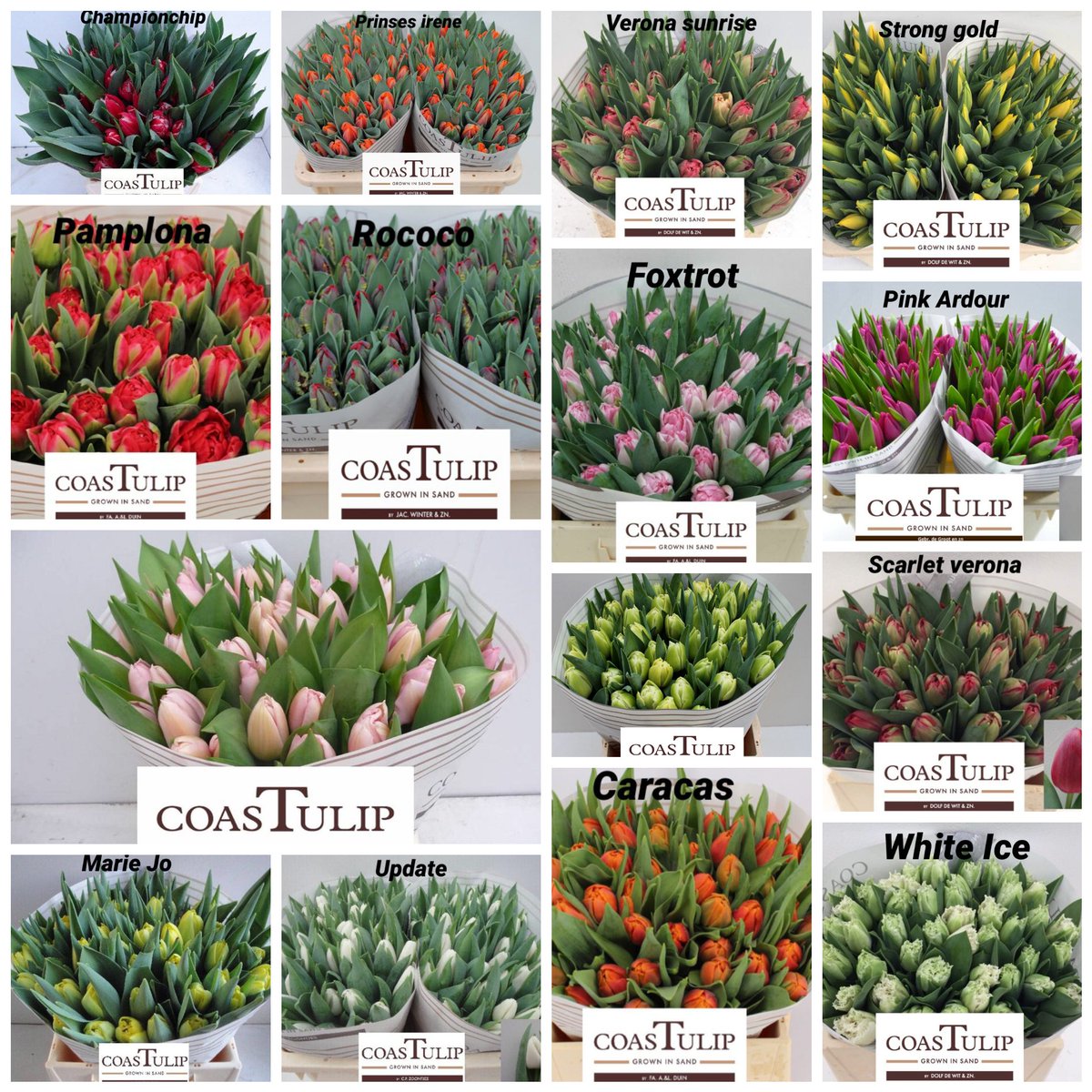 Aanbod voor week 11 van de Coastulip groep alles uit de #vollegrond #heemskerk