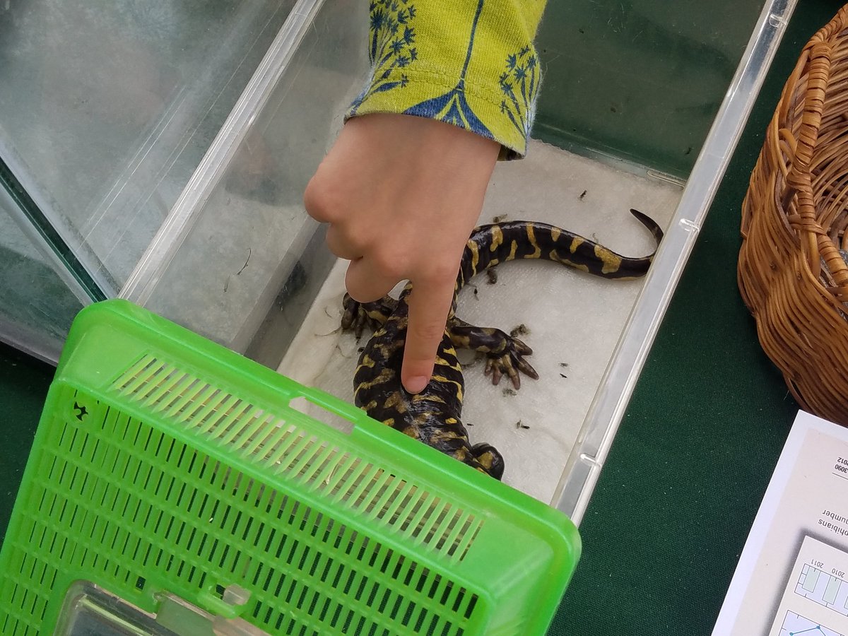 USGSAZ's tweet photo. USGS Biologist Brent Sigafus brought his Barred Salamander to our table at the @TFOBScienceCity, and he's a real crowd pleaser! #ScienceCity18 https://t.co/so3TTofeAn