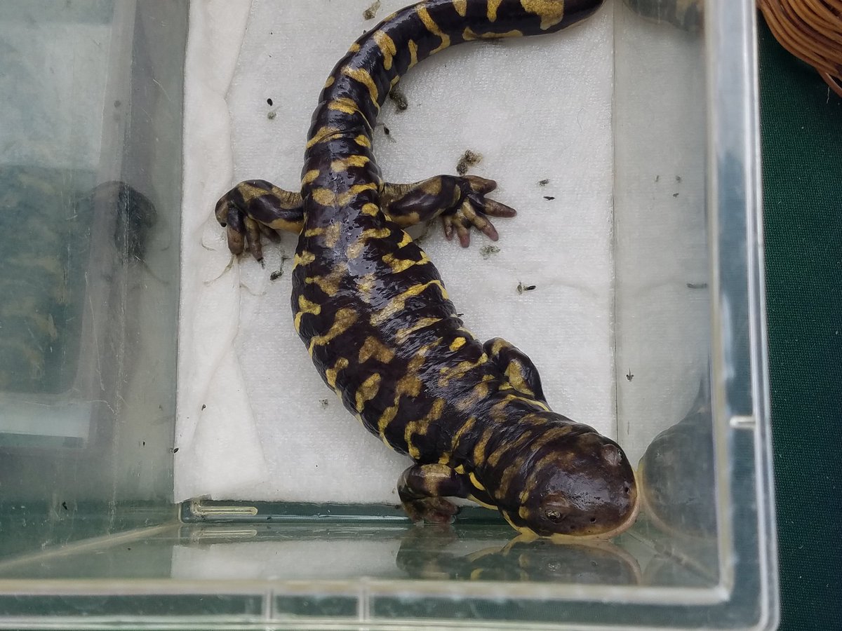 USGSAZ's tweet photo. USGS Biologist Brent Sigafus brought his Barred Salamander to our table at the @TFOBScienceCity, and he's a real crowd pleaser! #ScienceCity18 https://t.co/so3TTofeAn